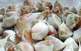 6 loại tỏi ngay cả người bán cũng chẳng dám ăn: Nhiều người vẫn vô tư mua về nấu cho cả nhà!