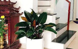 Vị trí đặt cây trầu bà giúp “hút lộc như nam châm”, Thần Tài tự tìm đến gõ cửa