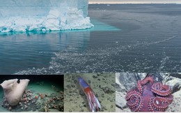 Giải mã thế giới bí ẩn dưới lớp băng Nam Cực