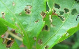 Bọ cánh cứng háu đói khiến mùa màng Mỹ mất hàng tỷ USD