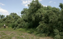 Loài cây kháng cả muối lẫn lửa