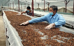 Vừa phá kỷ lục, một mặt hàng tỷ USD của VN chinh phục hơn 80 nước đang “gặp khó”: Thủ tướng chỉ đạo gì?