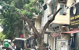 Nâng cao ý thức chăm sóc, bảo vệ cây xanh