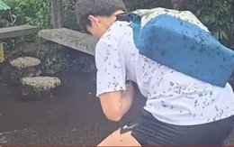 Hàn Quốc ngập tràn bọ tình yêu do nhiệt độ tăng cao