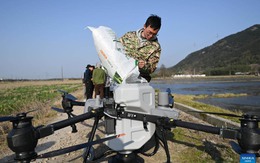 Nông dân Trung Quốc giờ “sướng như tiên”: Ngồi phòng điều hòa lái drone, điều khiển việc gặt lúa, cấy cày