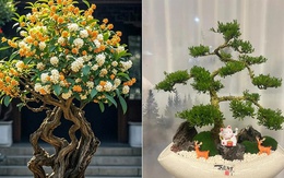 6 loại cây cảnh trường thọ người giàu hay trồng: Có cây sống 200 năm, hoa vẫn nở sau khi chủ nhân mất