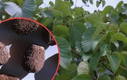 Cây dại trên núi bỗng hóa “lộc trời”, hái bán đếm tiền không kịp