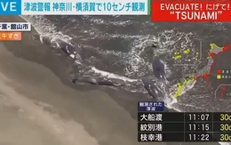 Động đất ở Nga đánh dạt 4 con cá voi khổng lồ vào bờ biển Nhật Bản