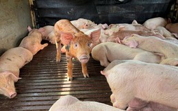 Phát hiện 97 con heo sùi bọt mép, mắc dịch tả heo châu Phi đang trên đường đưa đi tiêu thụ