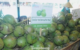 Hậu sáp nhập 3 tỉnh, doanh thu dừa tươi dồn về 1 mối lớn nhất nước