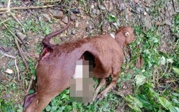 Nghi xuất hiện đàn sói hoang giết 50 con trâu, bò ở Điện Biên: Nhân chứng sợ hãi kể lại khoảnh khắc tại hiện trường