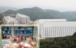 Bộ Nông nghiệp và Môi trường trình Chính phủ mô hình "xây chung cư nuôi heo"