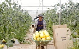 Nông nghiệp công nghệ cao: Cho năng suất, chất lượng vượt trội