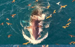 Phát hiện thêm cá voi tung "vũ điệu săn mồi" tại vùng biển Nhơn Lý của Gia Lai