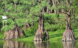 Loài cây quý hiếm bậc nhất thế giới, chỉ 3 quốc gia sở hữu, Việt Nam cũng có