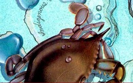 Càng cua gây đứt tay, người đàn ông chết vì vi khuẩn ăn thịt người