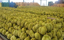 Láng giềng Việt Nam đón tin vui: 112 trang trại sầu riêng chính thức được cấp phép xuất khẩu sang thị trường Trung Quốc