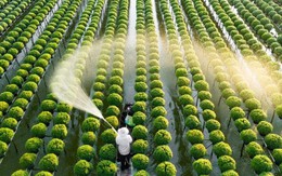 Doanh nghiệp Brazil – Nhật muốn đưa Việt Nam thành “cứ điểm” phát triển nông nghiệp công nghệ cao ở châu Á