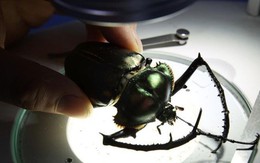 Nhóm học sinh tìm thấy loài côn trùng quý hiếm bậc nhất thế giới, giá hơn 3 tỷ đồng/con