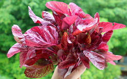 Mỹ đánh giá đây là loại rau trường thọ, nhiều sắt hơn thịt bò, bổ tim, ngừa ung thư, giá lại rất rẻ