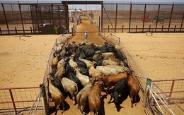 Mỹ tung chiến dịch ngăn thảm họa giòi ăn thịt vượt biên từ Mexico