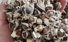 Cây mọc đầy ở Việt Nam không ngờ là "báu vật" ở nước ngoài, nhặt hạt đem bán cũng kiếm bộn tiền