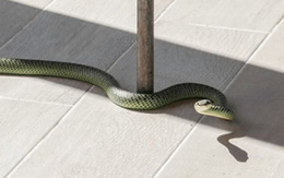 4 loài vật nhìn đáng sợ nhưng lại là sứ giả Thần Tài: Vào nhà báo điềm may, đuổi chúng đi dễ mất lộc!