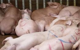 Phá đường dây giết mổ lợn bệnh rồi bán khắp các chợ, nhà hàng Hà Nội