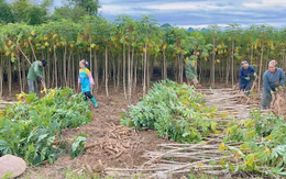 Một 'mỏ vàng dưới lòng đất' của Việt Nam khiến Trung Quốc có bao nhiêu mua bấy nhiêu: Thu về gần 700 triệu kể từ đầu năm, nước ta cạnh tranh với Thái Lan ngôi vương của thế giới