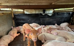 97 con lợn 'lạ' sùi bọt mép, co giật trên đường vào Đắk Lắk