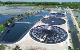 Việt Nam dẫn đầu toàn cầu về một chỉ tiêu quan trọng, là gì vậy?