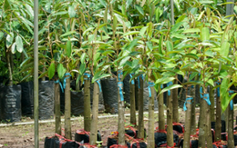 Gần 400.000 tấn cây quý từ Campuchia đổ bộ giúp Việt Nam trở thành 'ông trùm' thứ 3 thế giới: Nước ta là đối thủ lớn nhất của Thái Lan, chi hơn 1,7 tỷ USD gom hàng