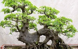 Ông bà trồng cây con cháu hưởng lợi: 1 cây bình dân nhưng “đắt giá” hơn lan hồ điệp, sống hàng chục năm, càng già càng sinh lộc