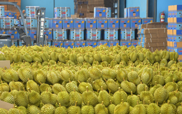 Đối thủ sầu riêng của Thái Lan, Việt Nam vừa chính thức xuất khẩu lô hàng đầu tiên sang Trung Quốc bằng đường hàng không, đến tay người tiêu dùng chỉ mất 48 tiếng