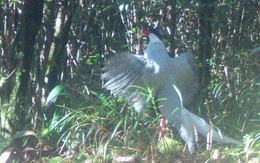 Cận cảnh gà lôi trắng - loài động vật mà một nông dân vừa bị kết án tù vì mua bán