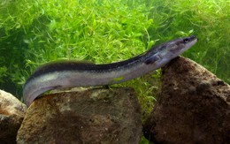 Hai “kho báu sống” dưới đáy biển Việt Nam lần đầu được phát hiện: Giới khoa học lập tức lên tiếng bảo vệ