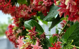 Cây này leo vòm như khúc nhạc, nở hoa thơm xa 7 dặm, rước quý nhân, gọi Thần Tài đến nhà