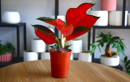 Ý nghĩa phong thủy của cây phú quý – biểu tượng tài lộc