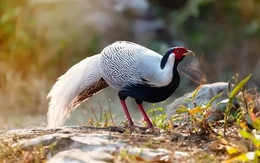 Ngoài gà lôi trắng, nhiều động vật hoang dã bán tràn lan trên mạng