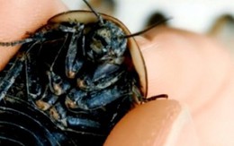 Một loài gián đang là “mỏ vàng”, ở Việt Nam giá tiền triệu/kg