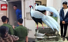 Toàn cảnh vụ án 6 năm tù vì bán 'Gà lôi trắng' khiến dư luận xôn xao