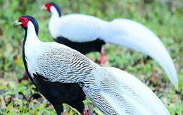 Gà lôi trắng được chuyển danh mục từ nhóm IB sang nhóm IIB khi nào?