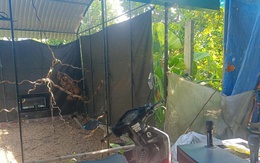 VIDEO: Nơi anh Thái Khắc Thành nhân giống thành công 10 con gà lôi trắng