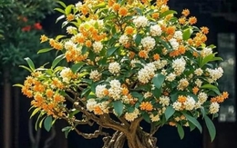 5 loại cây cảnh vừa dễ chăm vừa tượng trưng cho sự sung túc, giới nhà giàu mê mẩn