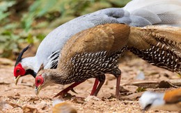 Vì sao có người nuôi động vật rừng quý hiếm được vinh danh, người lại bị truy tố?