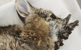 Bí ẩn loài thỏ mọc ‘sừng’ khiến nhiều người rùng mình