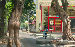 Người xưa nói "âm thịnh dương suy" - Cứ nhìn 4 cây trong nhà là biết vận may đang tụt dốc thê thảm