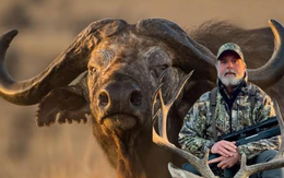 Triệu phú người Mỹ tử vong vì bị chính con trâu rừng mình đang săn húc ngã