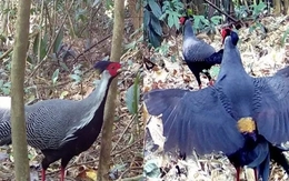 Phát hiện gà lôi quý hiếm ở Vườn quốc gia Chư Mom Ray