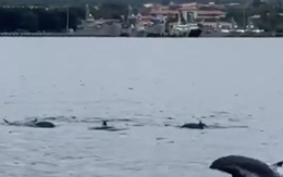 Hàng trăm con cá heo nhào lộn trong vịnh Cam Ranh - Khánh Hòa